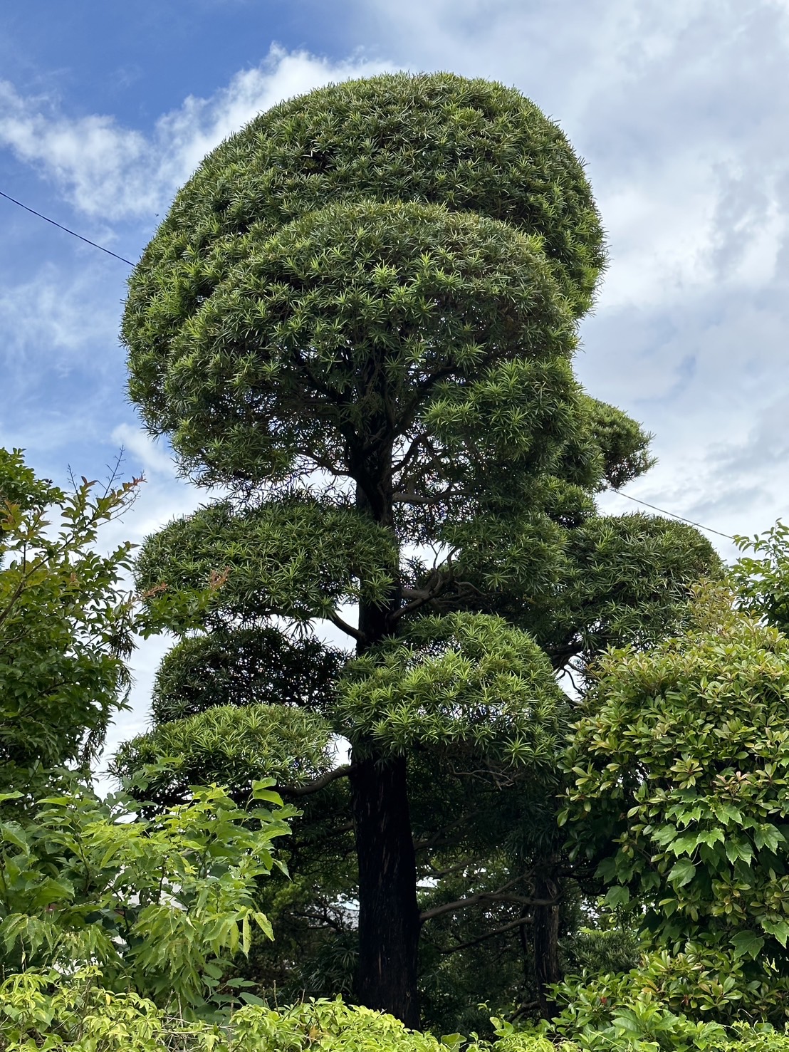 マキの木の買い取り | 市原市で不動産営業・土木作業員・施工