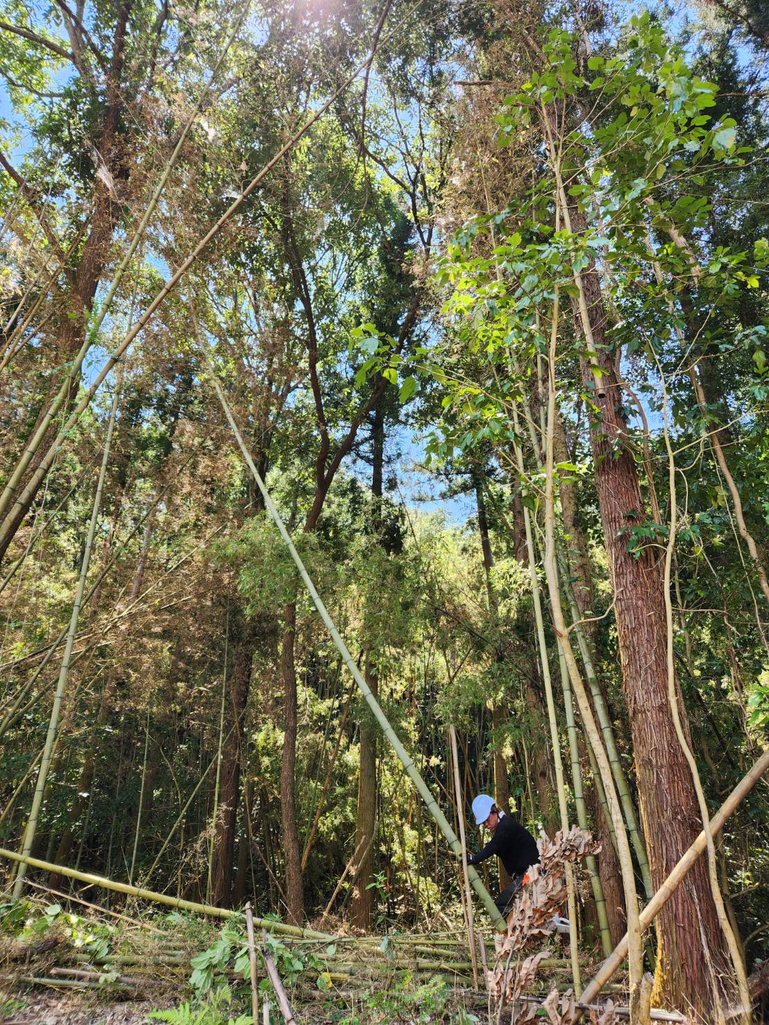 ご存じですか？特殊伐採(危険木伐採)のこと！ | 林業に関することなら兵庫県姫路市の知福木材へ|未経験歓迎!求人中