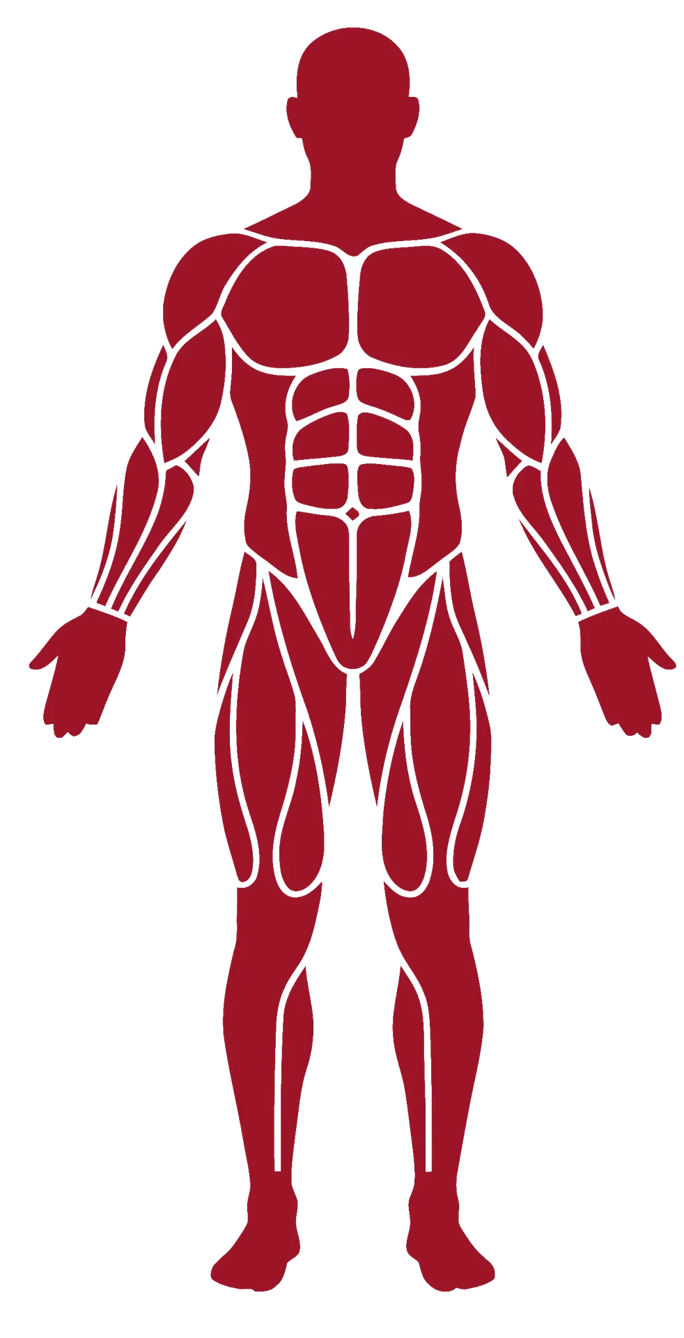 人体イラスト（正面・全身）