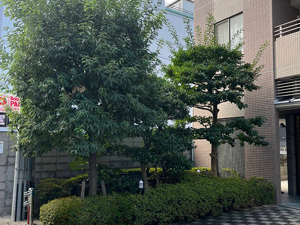 マンションの植栽が定期的に手入れされ整った緑地の風景