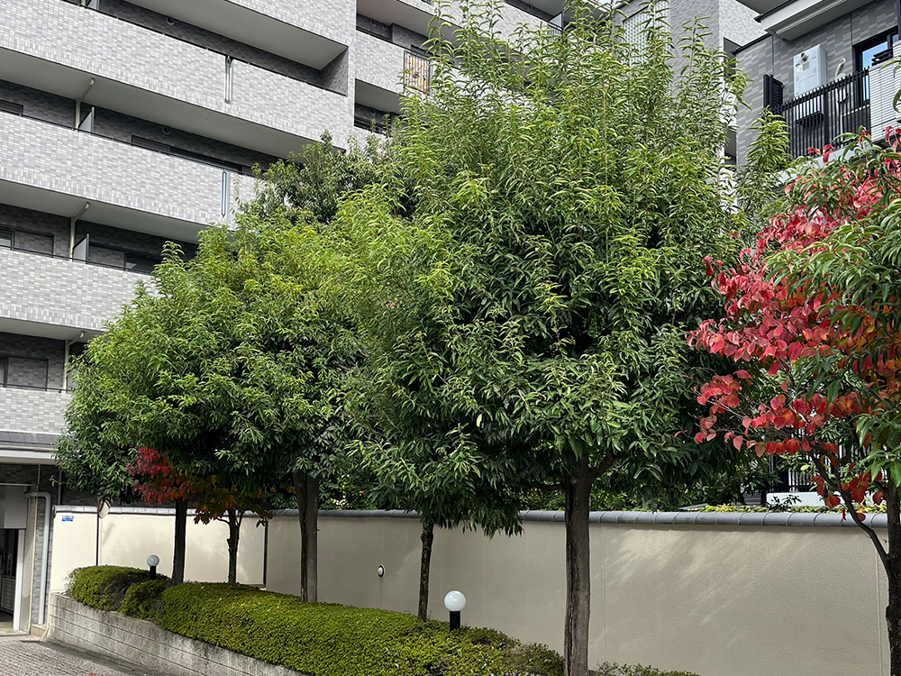 マンションの外観に沿ってシンボルツリーや常緑樹が整然と植栽され、周囲の環境に調和した植木が並ぶ植栽スペースの様子