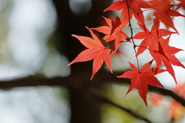 紅葉