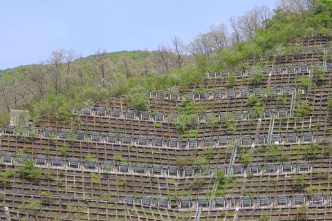 法面と草