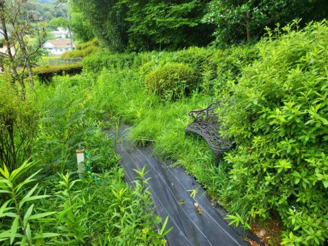 除草工　施工前