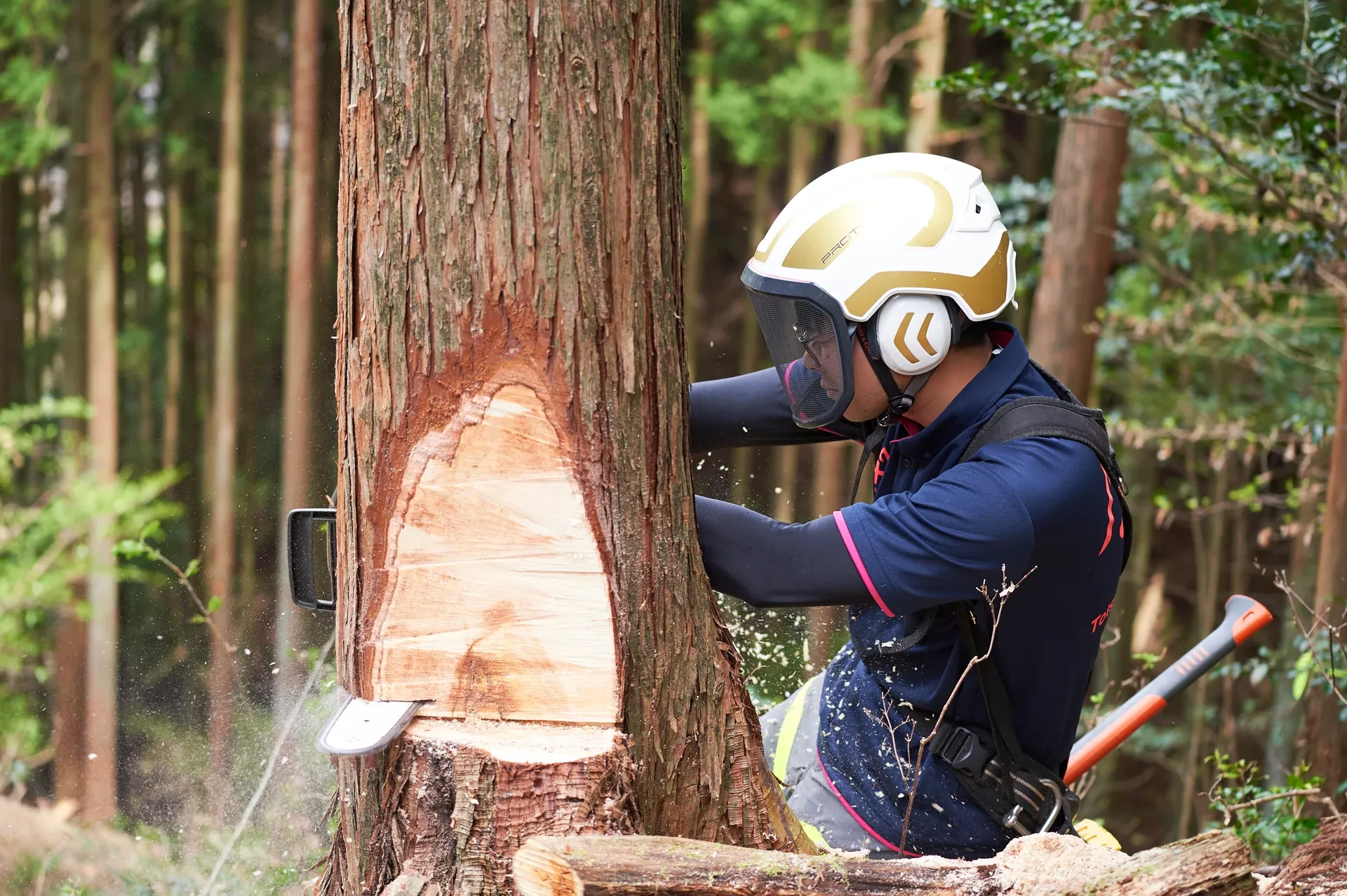 伐倒の作業
