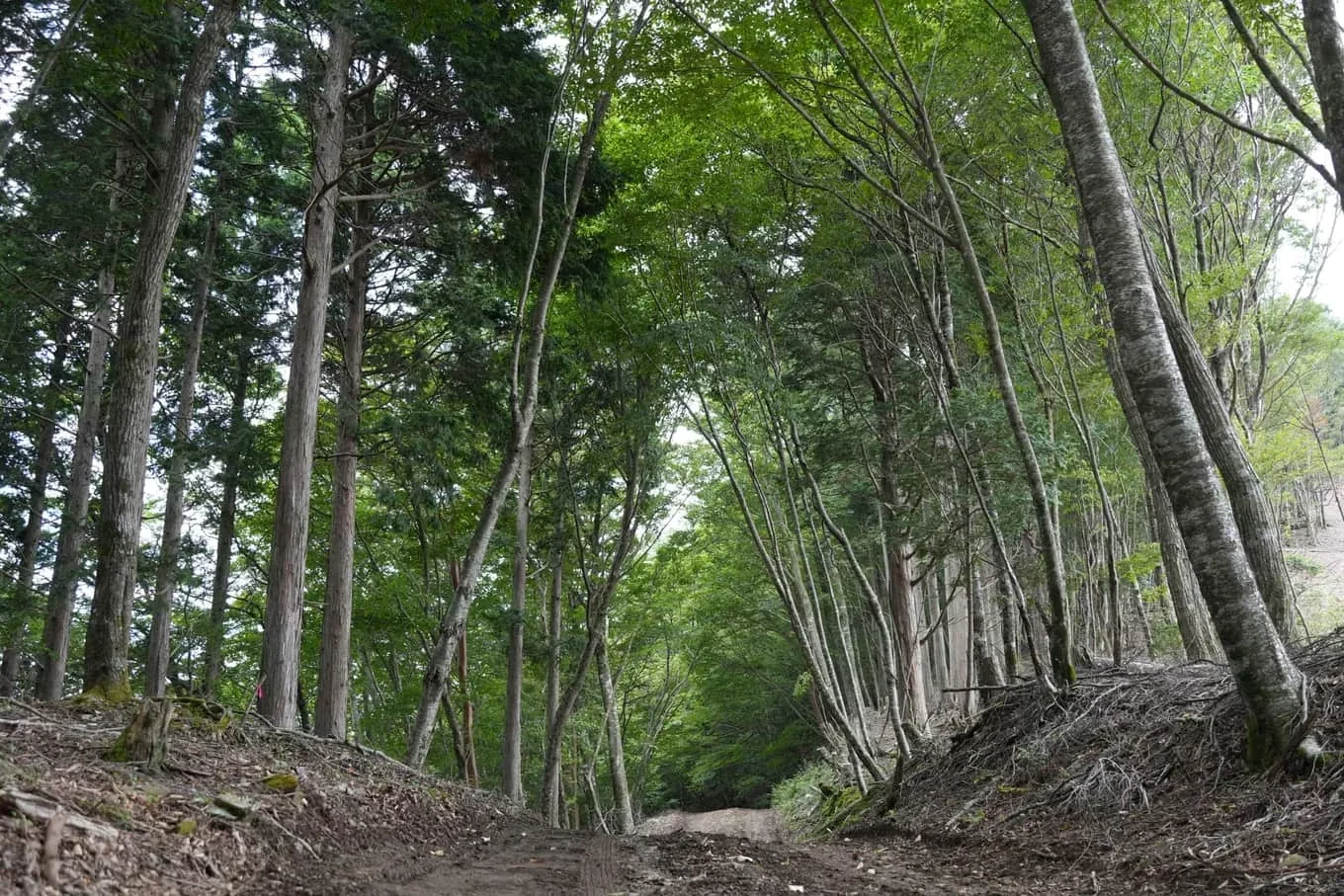 山の斜面に沿ってひらかれた作業道