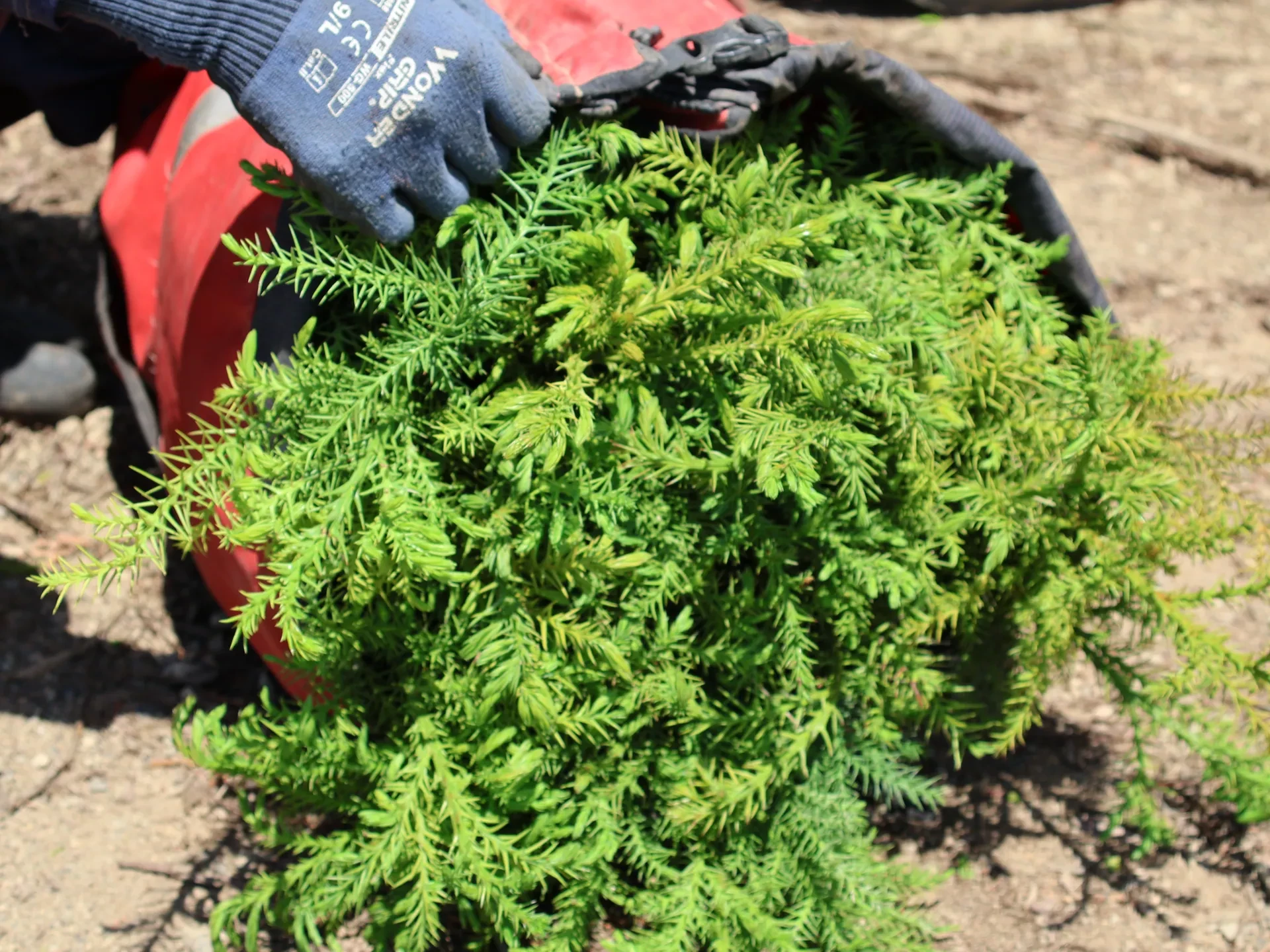 植栽用のスギの苗木