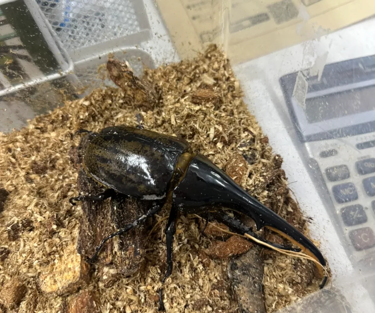 飼育ケースの中のクワガタ