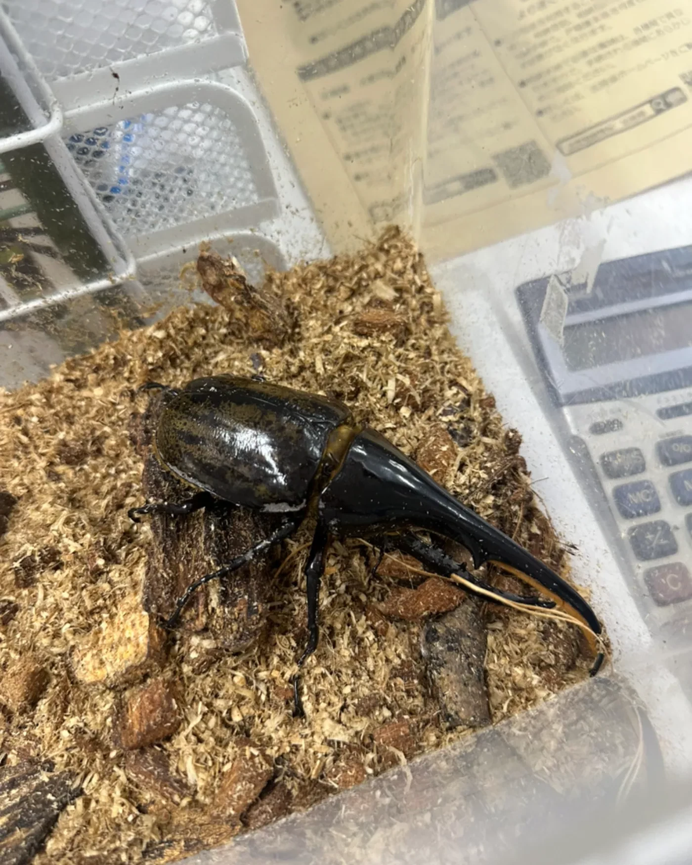 事務所で飼育しているクワガタ