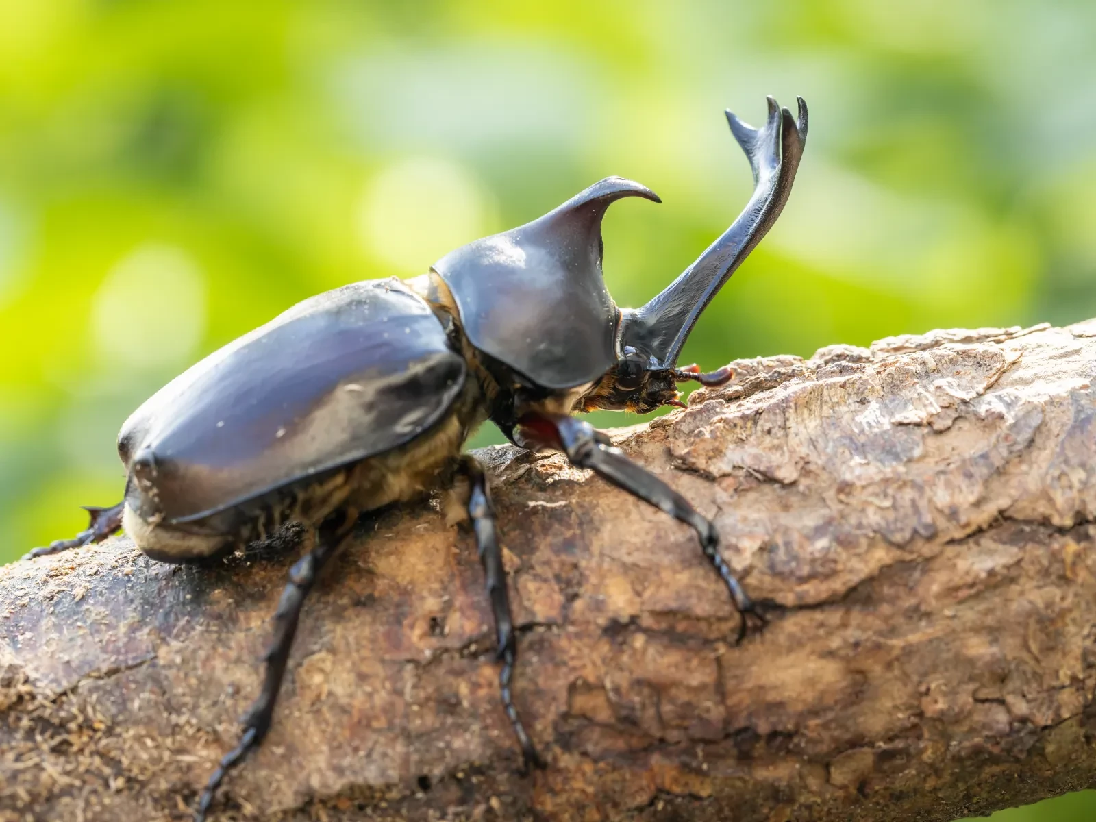 木にとまるカブトムシ