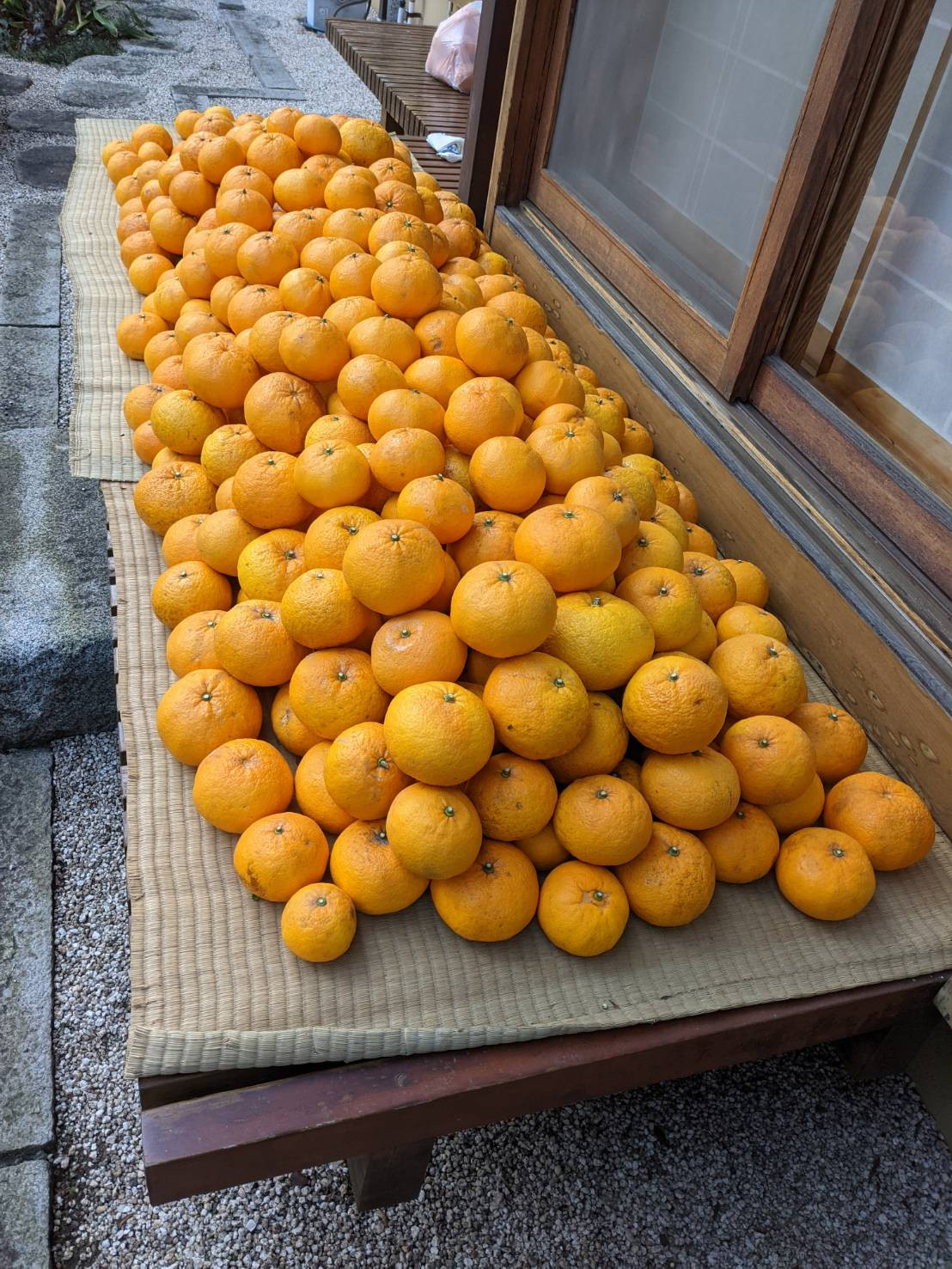 夏みかんを収穫しました♪
