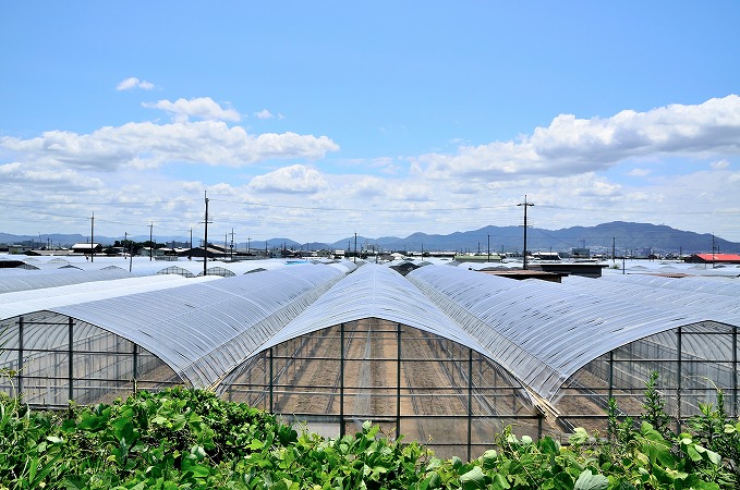 要確認 ビニールハウス 骨組みのみ （ビニールハウスを解体する場合は 