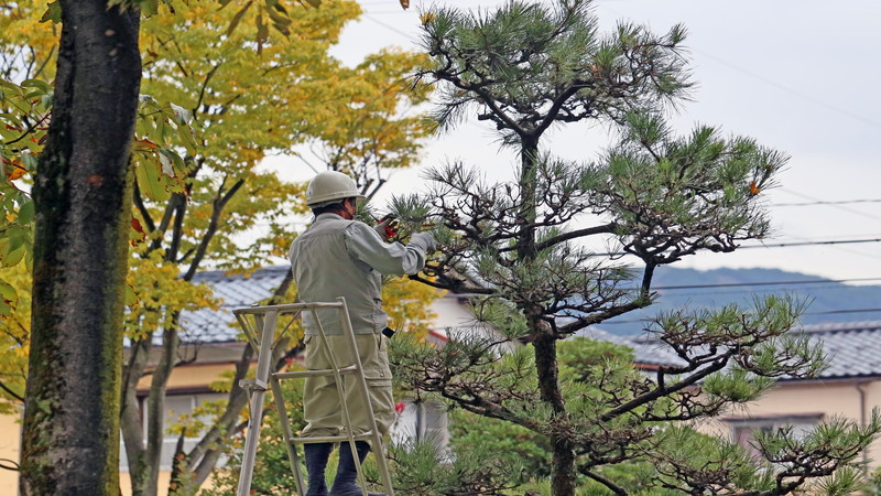 剪定作業中