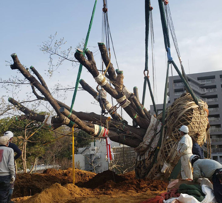 大島桜の移植工事に携わりました