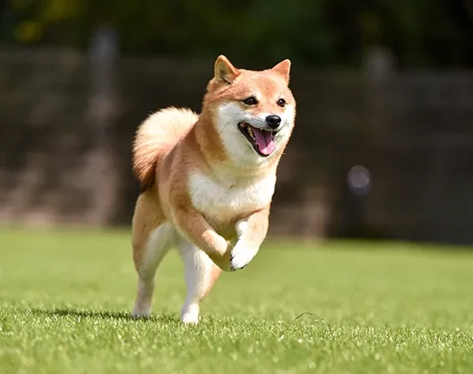 もっと自由に走り回りたい！