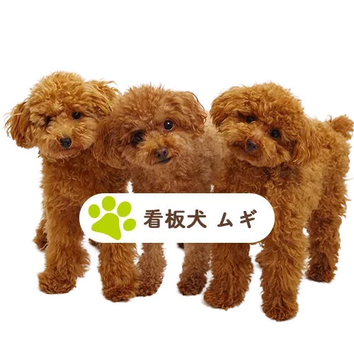 「愛犬との暮らしをもっと素敵なものにしたい！」 愛犬家の皆様なら、そう願うのは当たり前ですよね。