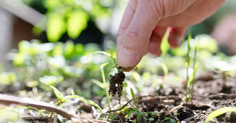 「草出ん造」について
