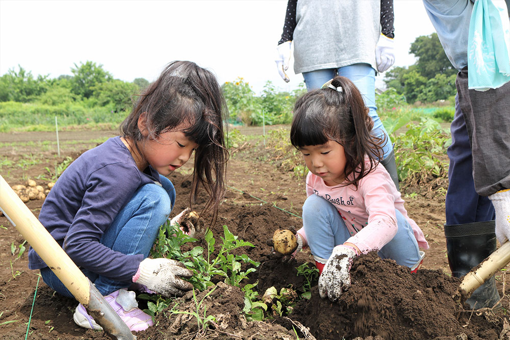 野菜の収穫体験