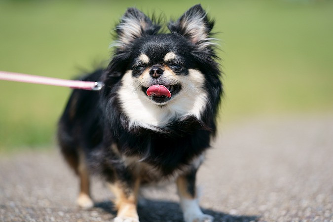 Blog| ペット(犬)可！伊豆でグランピングなら『Memoria Collina