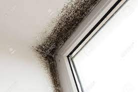 家におけるカビの原因