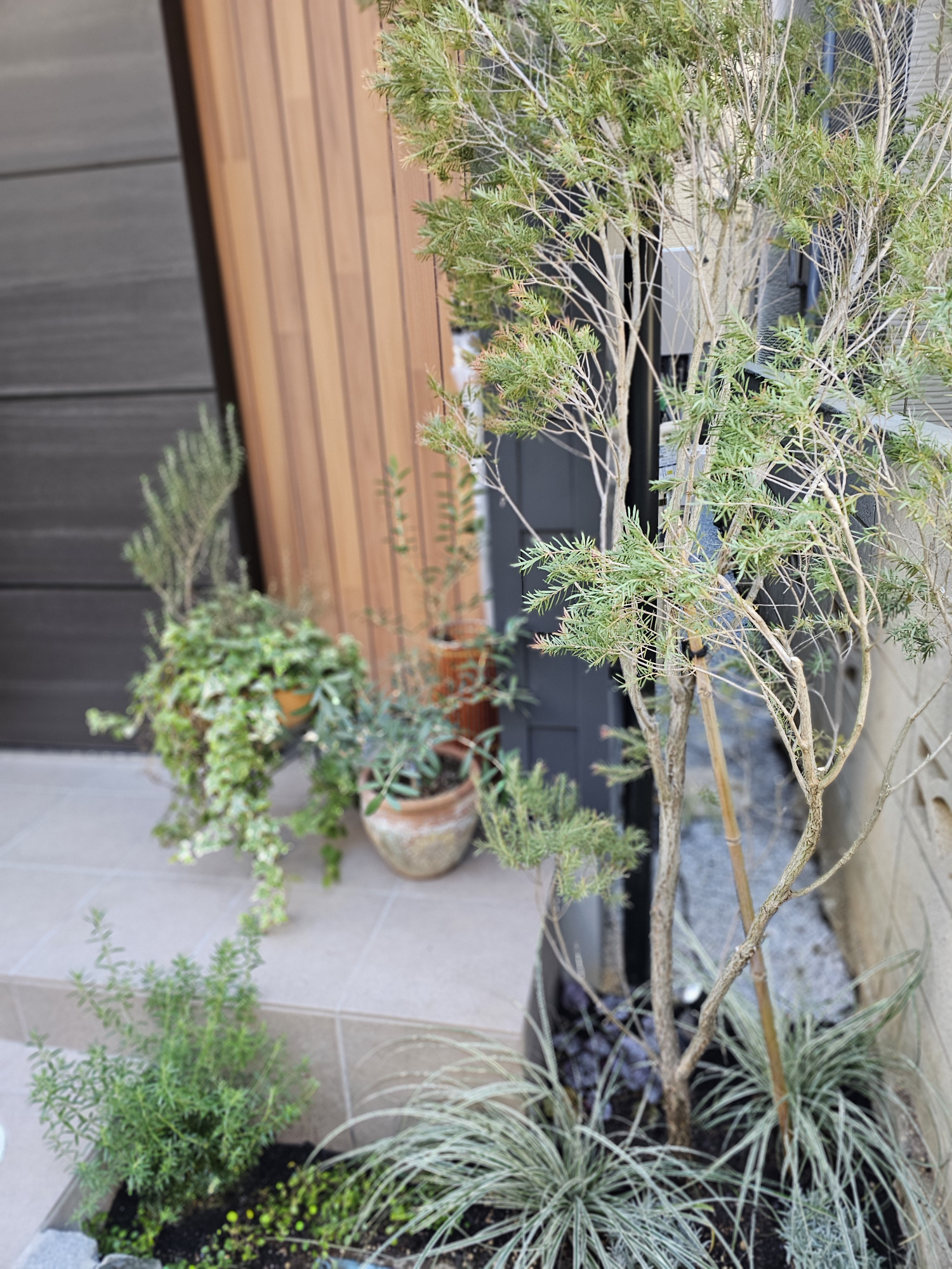 ティーツリーで新居の玄関前をスタイリッシュに！