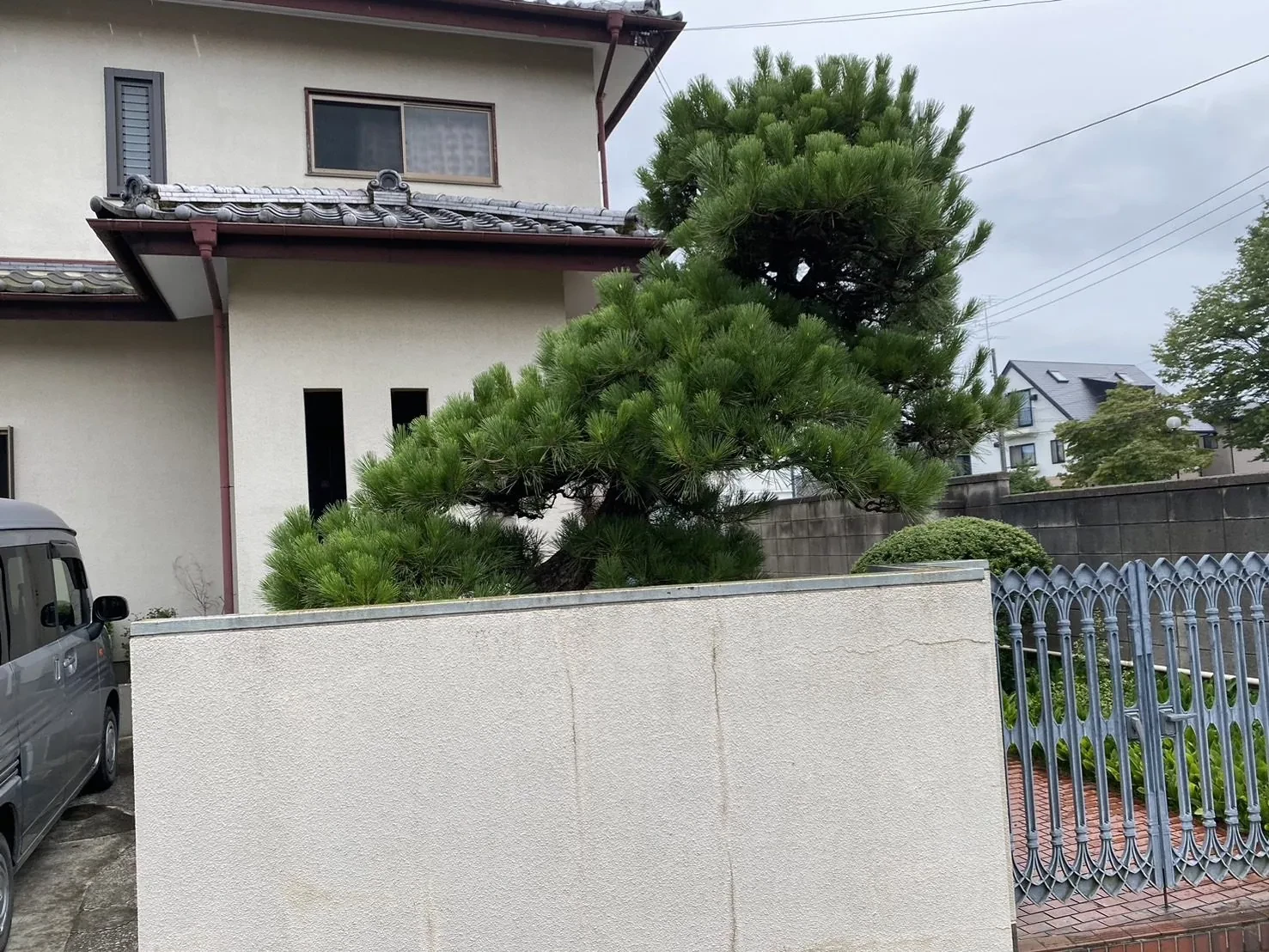 塀越しに枝を伸ばす、育った松