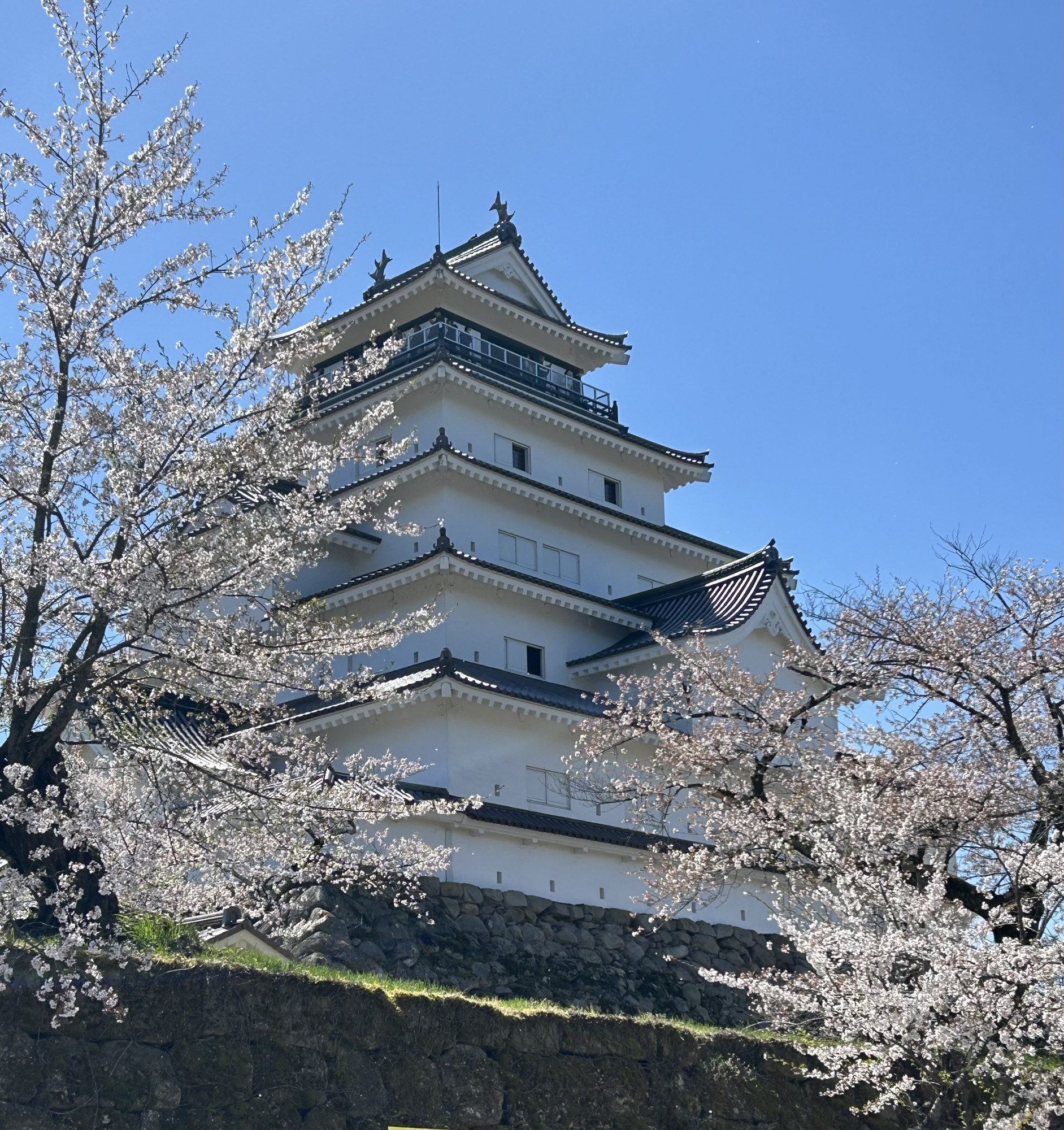 春ですね