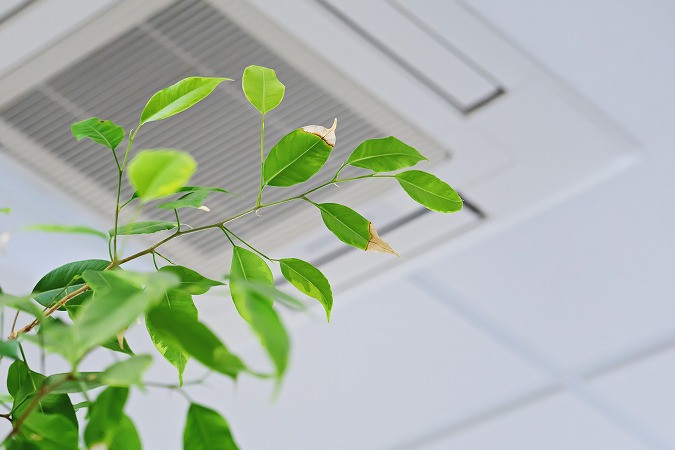 空調と観葉植物